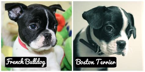 Both dog breeds have their roots in the english bulldog and local breeds, although the french bulldog's ancestry is a bit more clouded than the the boston terrier's american heritage is more obvious than the frenchie's. Is it a French Bulldog or a Boston Terrier? - Gublog ...