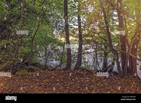 The Edge Of Some Woodland As It Reaches A River The Fallen Leaves Of