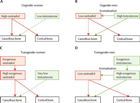 Skeletal Considerations In The Medical Treatment Of Transgender People