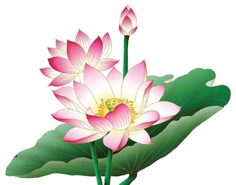 Pink Lotus Png Free Image Png All Png All