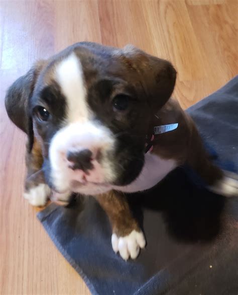 Check spelling or type a new query. Boxer Puppies For Sale | Millville, NJ #323310 | Petzlover