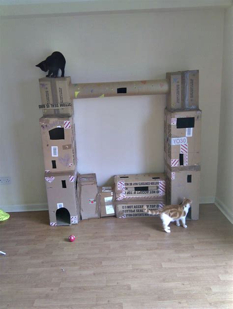 I Built A Cat Fort Diy Cat Toys Cardboard Cat House Cat Gym