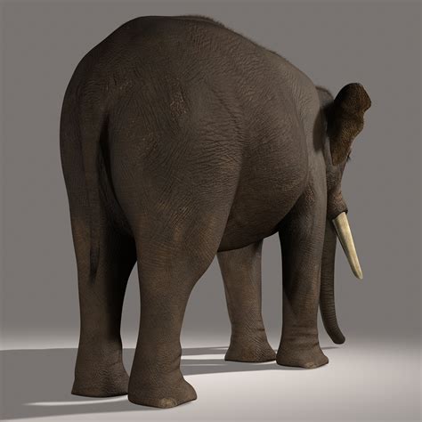 D Model Photorealistic Asian Elephant Fur