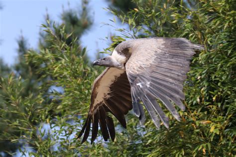 Vulture In Free Flight Show Zoochat