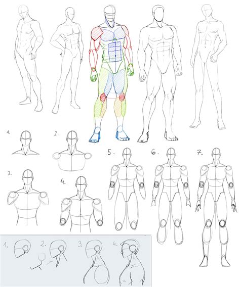 Male Antomy 2 by Precia-T.deviantart.com on @deviantART ...