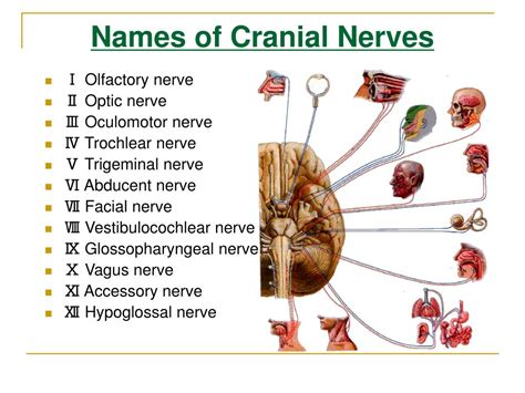 ppt sensory cranial nerves powerpoint presentation free download sexiezpicz web porn