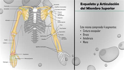 Miembro Superior Osteologia Udocz Anatomia Anatomia Medica Images The