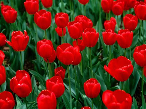 Red Tulips Wallpaper Red Perennials Red Flower Wallpaper Tulips Flowers