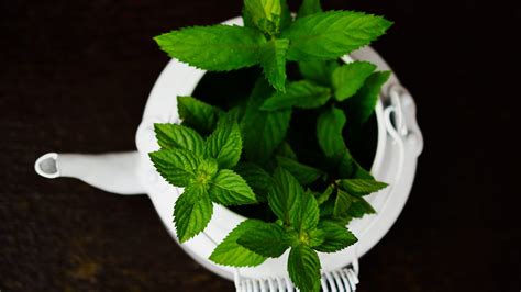 ᐅ Lista De Plantas Medicinales Descubre Sus Usos Y Beneficios