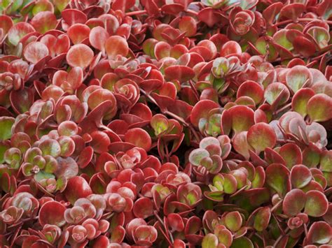 Sedum Tetractinum Coral Reef World Of Succulents