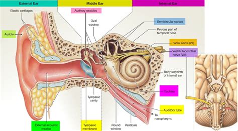 Anatomy Of The Ear Labeled Inspirational Human Ear Anatomy Parts Of Ear