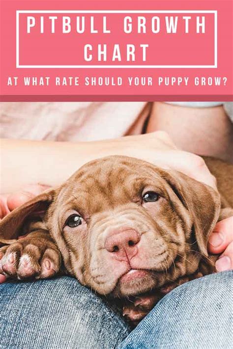 Puppies open their eyes days after they are born but the hearing is there right when they are borne. Pitbull Growth Chart: At What Rate Should Your Puppy Grow?