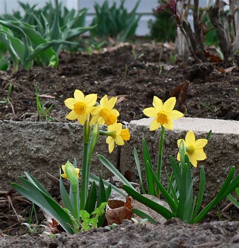 This photo was taken after a long hard winter when it felt like the spring would. Visit My Garden: Early Spring Flowers
