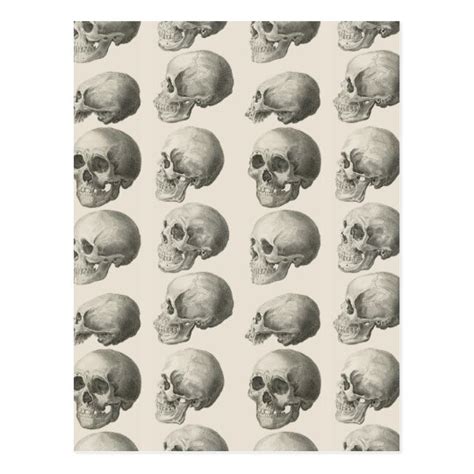 Vintage Skull Illustrations Postcard