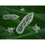 Multicellular Vs Unicellular Organisms  Biology Wise