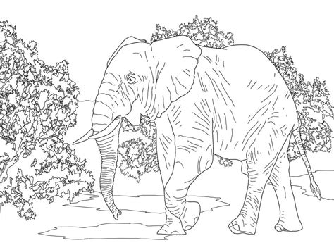 African Forest Elephant 1 Coloring Page Free Printable Coloring Pages