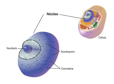 Bióloga Elena Núcleo celular Estructuras de la célula