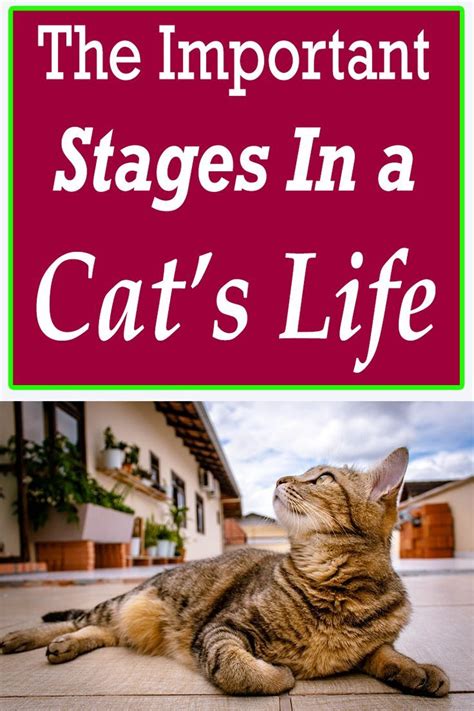 The Important Stages In A Cats Life Cats Catsofinstagram Cat Life