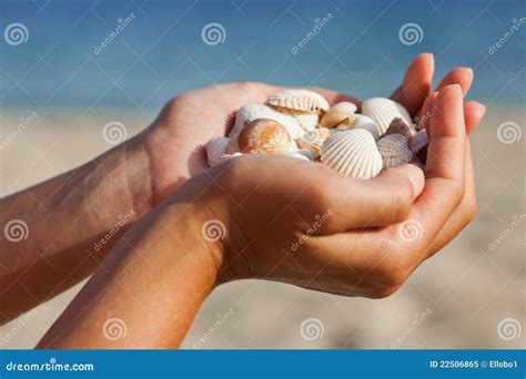 Hands Holding Sea Shells Stock Image Image Of Resort 22506865