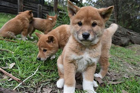 5 Cosas Que No Sabías De Los Dingo Cute Puppies Dogs And Puppies Cute