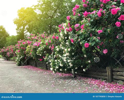 Beautiful Rose Trees Bushes Along The Alley Stock Photo Image Of