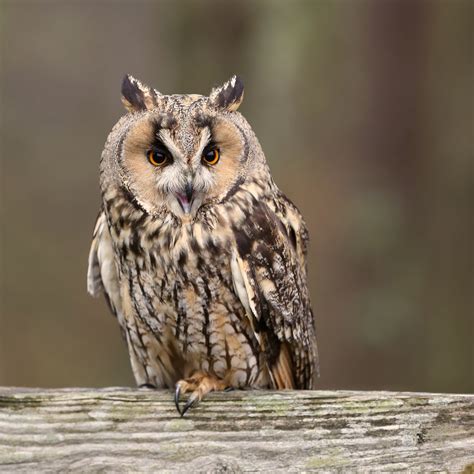Trogtrogblog Bird Of The Week Long Eared Owl