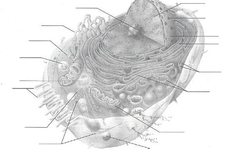 Menstrual cycle is divided into four phases: Print Exercise 4: The Cell - Anatomy and Division ...