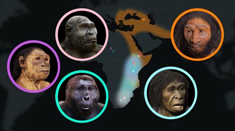 Animated Timeline Of Human Evolution Showing How Fossils Are Used To Learn About Extinct Human