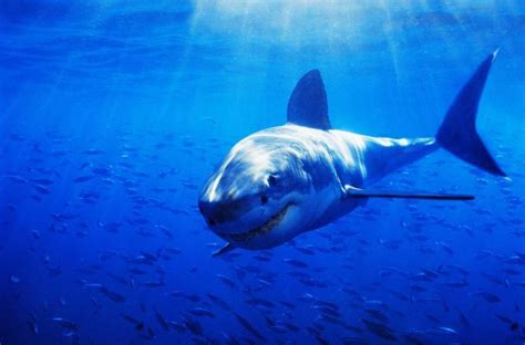Free Download The Great White Shark Hd Wallpapers 183 4k 1920x1080