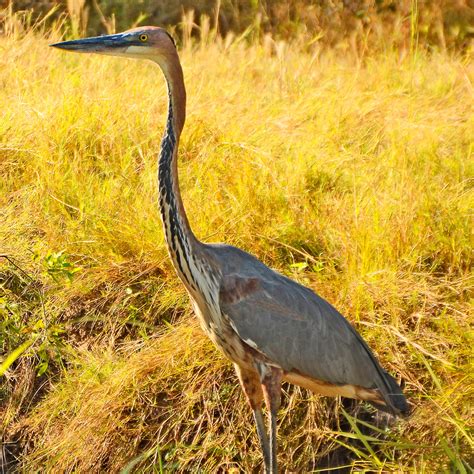 The Nature Of Framingham Goliath Heron Hes A Giant Heron