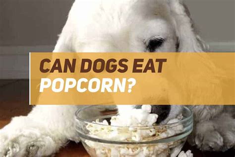 Can Dogs Eat Popcorn Puppyfaqs