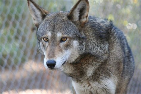 Check out amazing wolf artwork on deviantart. Red Wolf Animal Facts | Canis lupus rufus | AZ Animals