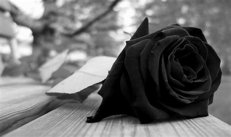 Black Rose Wallpapers Images Photos Pictures Backgrounds