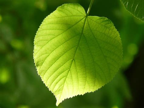 Green Leaf Sunshine Nature Hd Wallpaper Preview