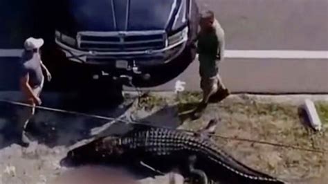 Florida Woman Discovered Dead After Alligator Spotted With Her Body In