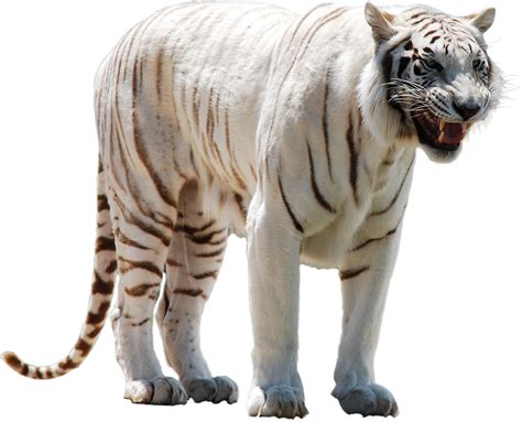Baby White Tiger Png Clip Art Library