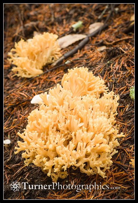 Foraging For Fungi Turner Photographics