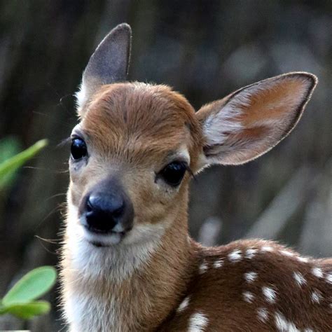 Protecting Americas Smallest Deer By Us Fish And Wildlife Service