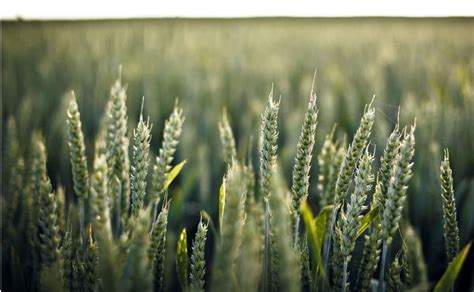 To get a get cactus flowering just keep it dry for 3 months and then give them a lot of water. Growing Barley | Homebrew Academy