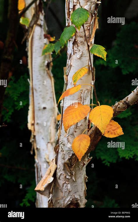 Paper Birch Betula Papyrifera Also Known As American White Birch And