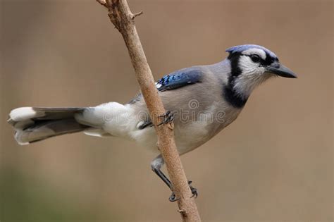 Blue Jay Stock Image Image Of Wildlife Songbirds Nature 36179989