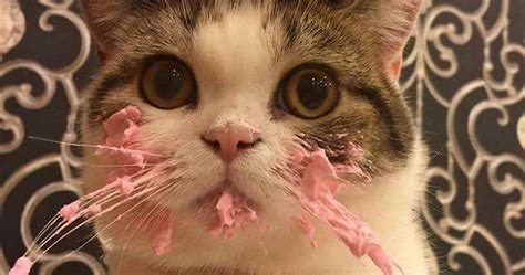 This Cat Eating Its Birthday Cake Is An Actual Cat And Not A Meme Playbuzz