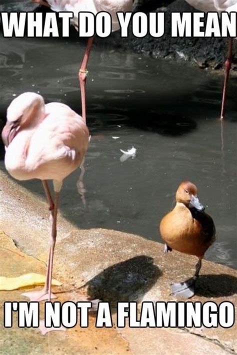 10 Funny Flamingo Memes To Make You Laugh I Can Has Cheezburger