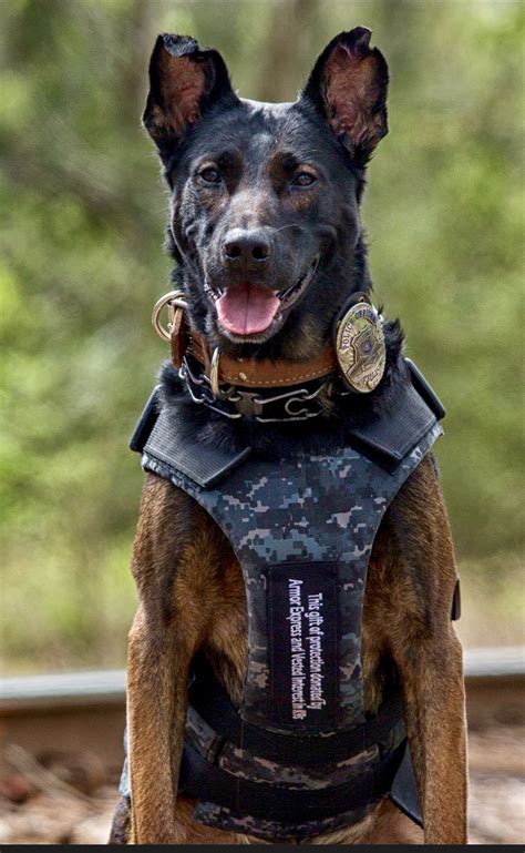 K 9 Charlie 290 Military Dogs Police Dogs German Shepherd Dogs