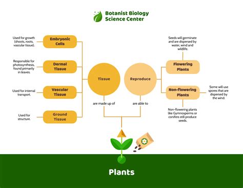 Light Plant Biology Concept Map Template