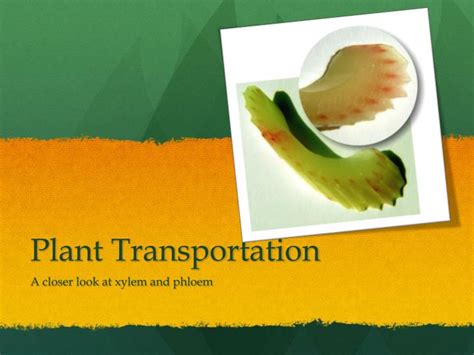 Ppt Plant Transportation Powerpoint Presentation Free Download Id