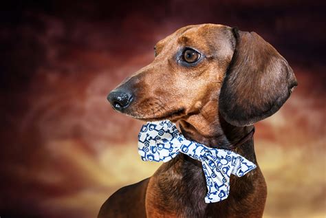 Dachshund Breed At A Glance - Welcome To The Sausage Dog World