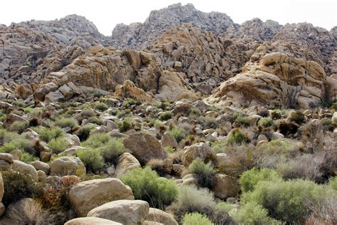 Rattlesnake Canyon Joshua Tree National Park