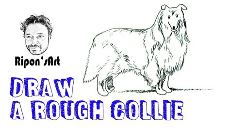 How To Draw Rough Collie Dog Drawing Dog Illustration Youtube