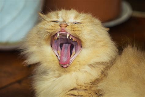 Mainly used for grooming but also used for holding prey. 6 Signs That Your Cat Might Have Dental Disease - Catster